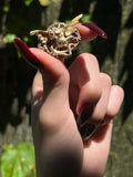 Antique French Vermeil & Paste Ruby Griffin Brooch